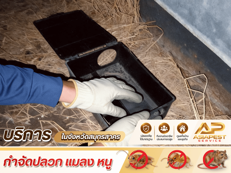 บริการรับกำจัดหนูโดยทีมงานมืออาชีพ